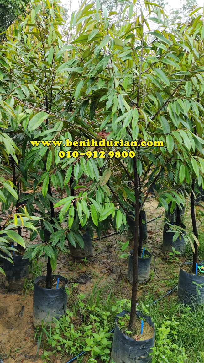 Anak Durian Musang King tinggi 6 - 7 kaki Anak Musang King APM 3 bulan selapas tanam di kebun